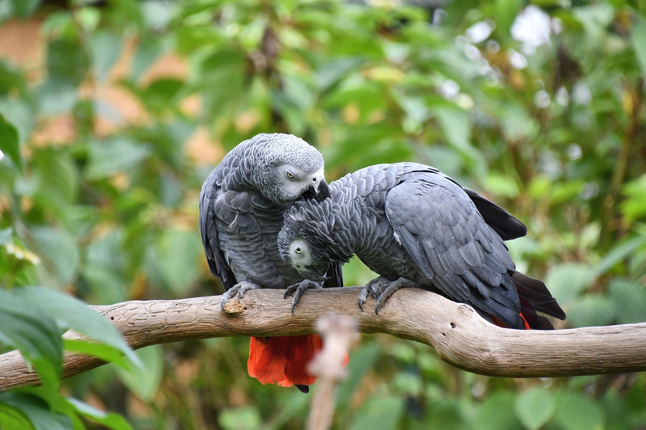 loro gris africano yaco gregario