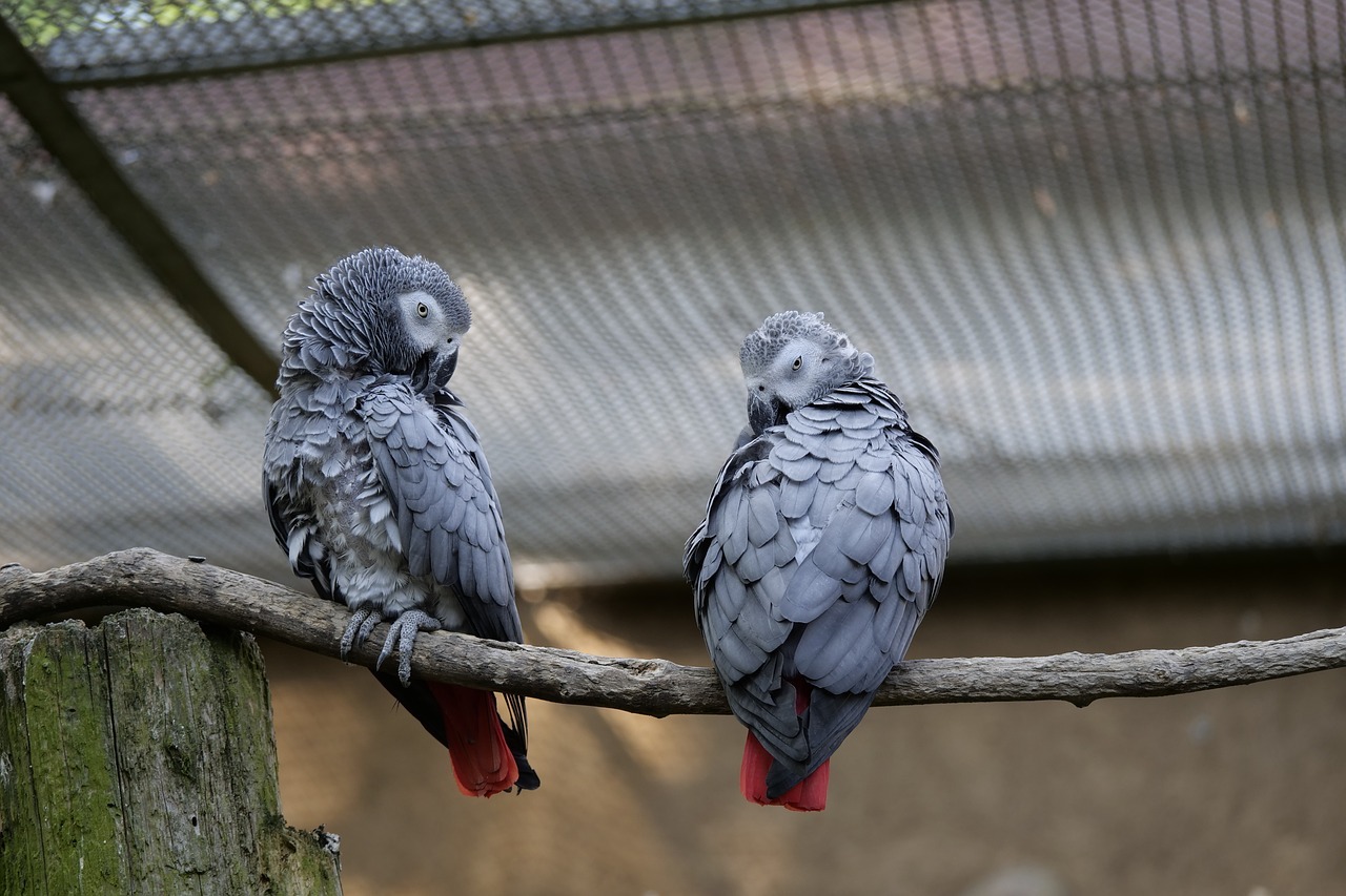 Otra pareja de Yacos