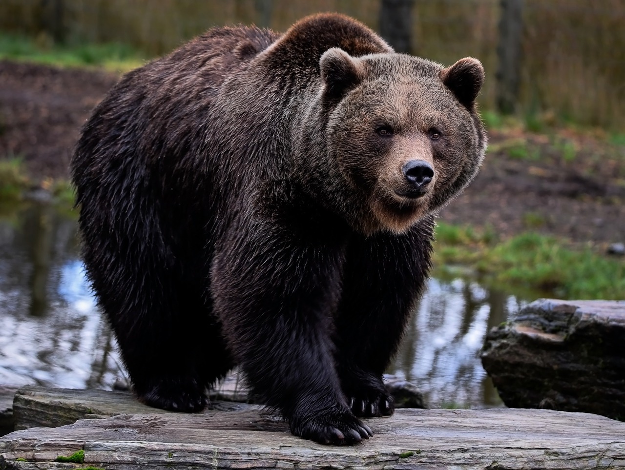 oso de siberia